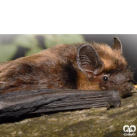 گونه خفاش سروتین شمالی Northern Bat 